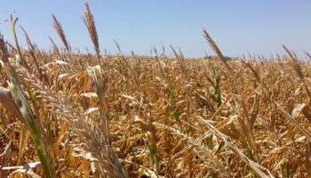 Entre Ríos declara la emergencia agropecuaria por la sequía