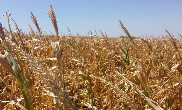 Entre Ríos declara la emergencia agropecuaria por la sequía