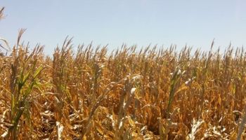 Sequía: Nación asistirá a productores entrerrianos con créditos de hasta cinco millones de pesos