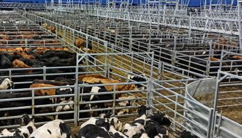 Cañuelas: las vacas tuvieron una suba