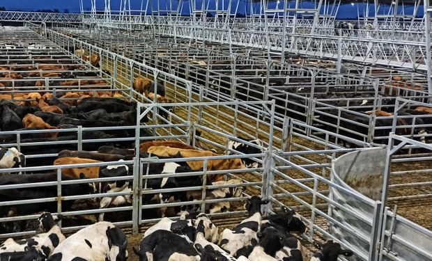 Cañuelas: la semana finalizó con un derrumbe en el precio de la vaca