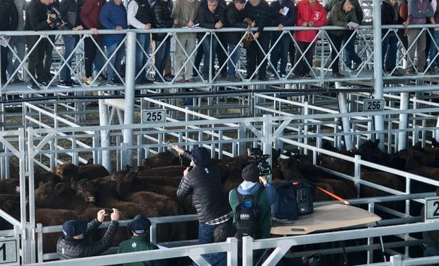 Angus premió a los cinco mejores animales en el concurso por los 100 años de la raza