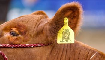 La Jura de Angus: seguí en vivo la definición de los campeones de la Expo Rural