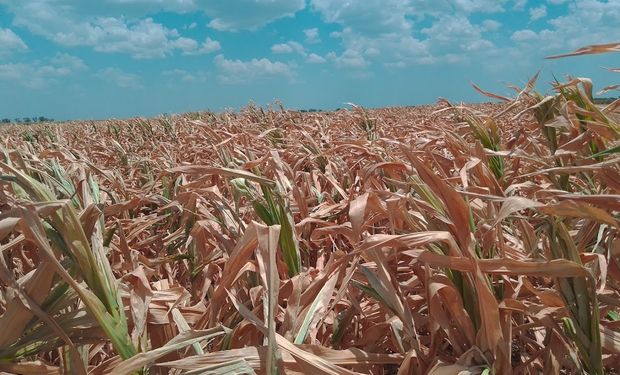 Santa Fe trabaja en una nueva ley de emergencia agropecuaria: el proyecto busca independizarse de Nación