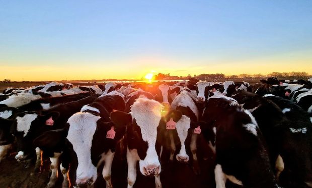 Congreso de la cadena láctea: los ejes serán el mercado internacional, presente del sector y el futuro de la lechería