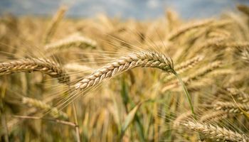 El trigo alcanza una producción de 3 millones de toneladas en la zona núcleo y se destaca el avance de la campaña gruesa