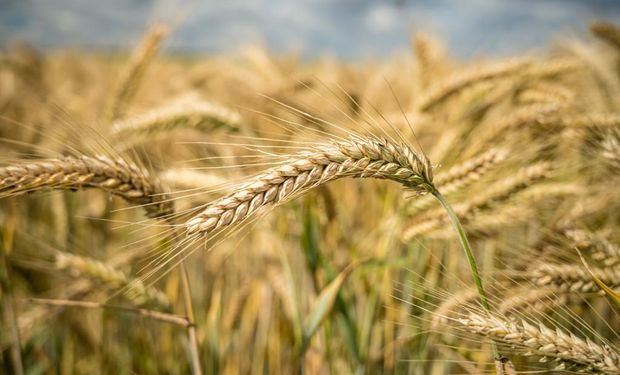 El trigo alcanza una producción de 3 millones de toneladas en la zona núcleo y se destaca el avance de la campaña gruesa