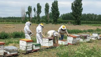 Subsidio a la apicultura: el Gobierno pagará hasta $ 1500 por colmena para la compra de insumos