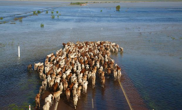 Australia: pronostican importantes pérdidas de ganado por inundaciones