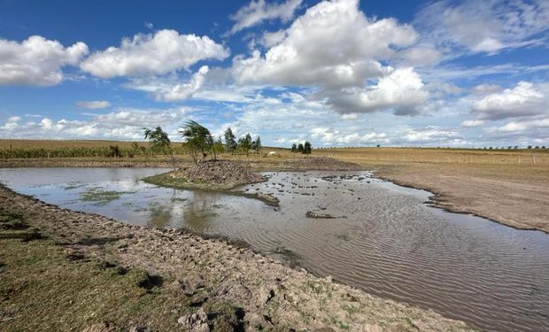 Créditos, beneficios impositivos y alimento: las 16 medidas contra la sequía para el campo uruguayo