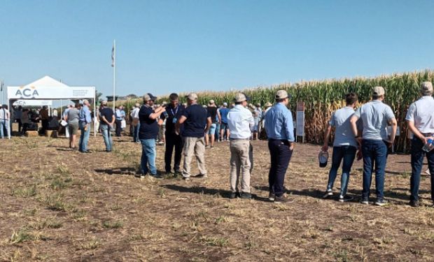 Energía, recupero de plásticos y 62.000 árboles plantados: el camino sustentable del cooperativismo