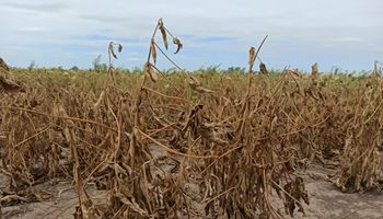 Entre Ríos a un paso de no cobrar impuestos a los productores afectados por la sequía