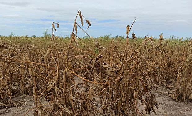 Entre Ríos a un paso de no cobrar impuestos a los productores afectados por la sequía