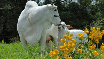 "Meia-Vaca" é vendida por R$ 2,5 milhões em leilão