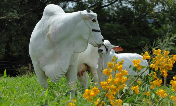 "Meia-Vaca" é vendida por R$ 2,5 milhões em leilão