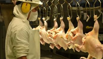 Trabajadores de la actividad avícola acordaron una suba salarial del 30,8 %