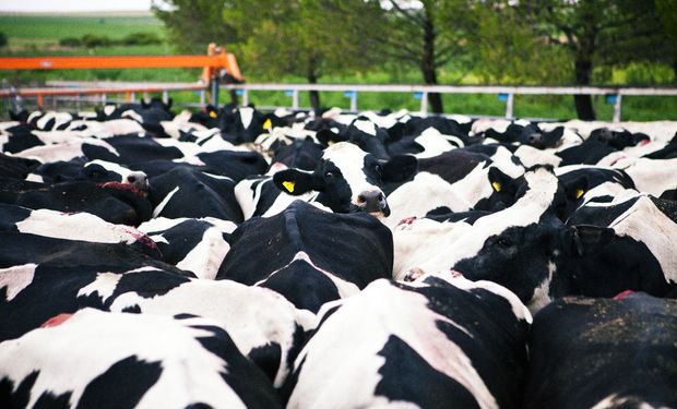 Nuevos esquemas de ventas y buenas prácticas: el debate de la lechería para potenciar la producción