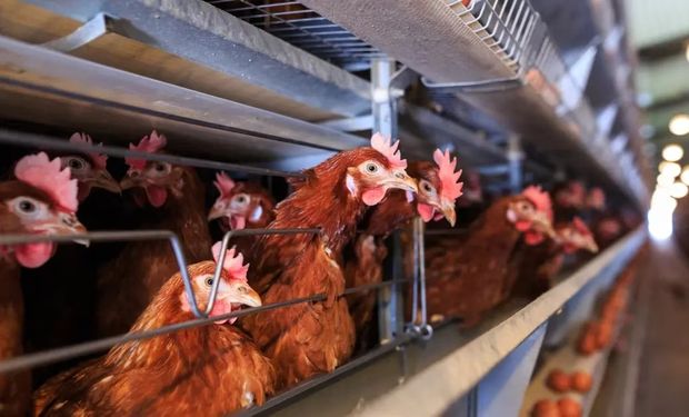 Gripe aviar: detentan un nuevo caso y sacrificarán 10.000 aves en Entre Ríos