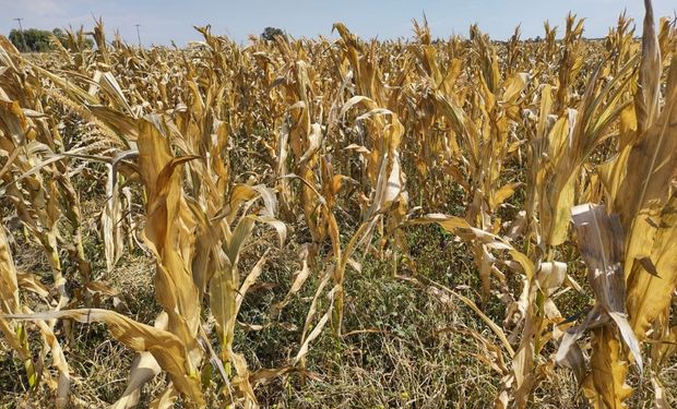 Córdoba prorrogó la emergencia agropecuaria por sequía y heladas