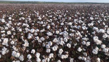 Empresários asiáticos conhecem produção de algodão no Mato Grosso