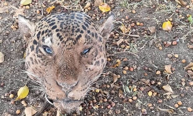 Ação foi deflagrada após relatos de que o suspeito estava abatendo animais silvestres na região. (Foto - Polícia Civil MT)