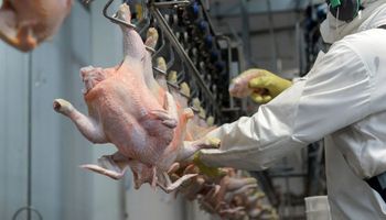 Trabajadores avícolas acordaron un aumento salarial del 71 % hasta enero