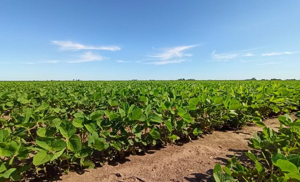 El año comienza sin lluvias y se abre una venta para la siembra