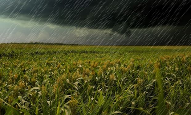 Excesso de chuva prejudica colheita no Rio Grande do Sul