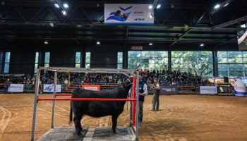 Angus: se acerca la cumbre de una de las razas ganaderas líderes de la Argentina