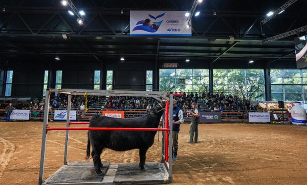Angus: se acerca la cumbre de una de las razas ganaderas líderes de la Argentina