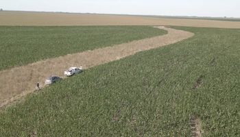 Cómo potenciar el rendimiento y frenar las malezas: la propuesta de paisajes multifuncionales