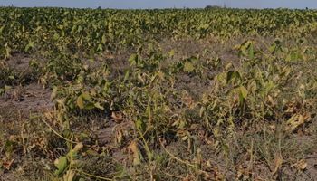 Emergencia agropecuaria: cómo quedó cada provincia