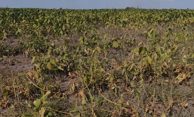 Emergencia agropecuaria: cómo quedó cada provincia