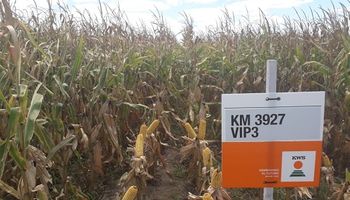 Las dos variedades de maíz para grano que KWS presentó en Entre Ríos