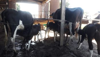 Crían terneros amamantados con vacas sustitutas: "Es un sistema instintivo"