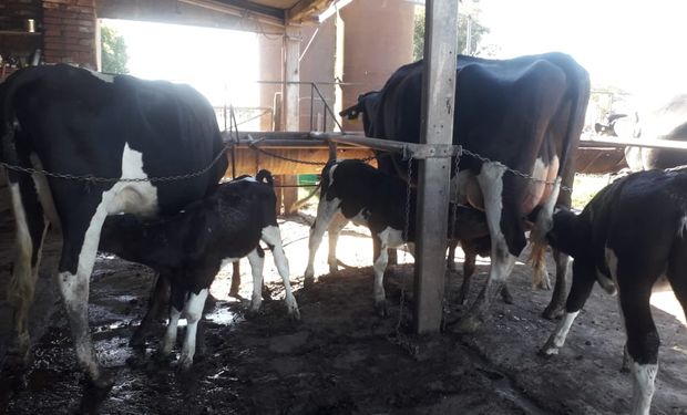 Terneros criados al pie de vacas nodrizas.