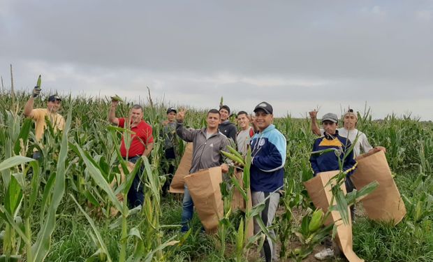 Productores solidarios: ya juntaron 50.000 choclos y 120.000 pesos para producir quesos para comedores