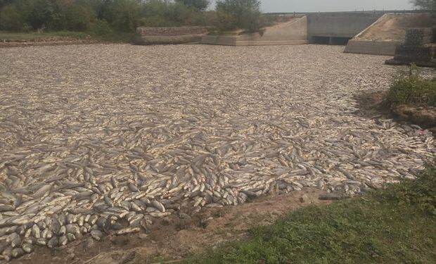 No se veía hace 10 años: impresionantes imágenes de peces muertos en Formosa