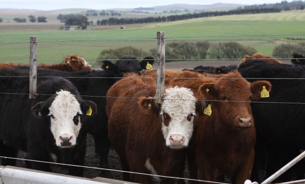Retenciones cero para la carne: el impacto en el productor y los frigoríficos