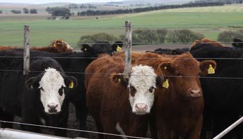 Con 1,88 millones de cabezas, los feedlots alcanzan un récord y sube al 53% la participación de novillitos