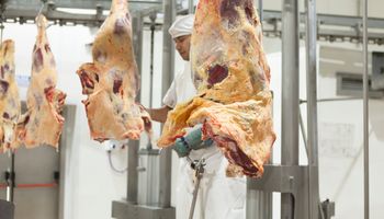 Ganadería: por qué 2026 será el año del despegue de la carne
