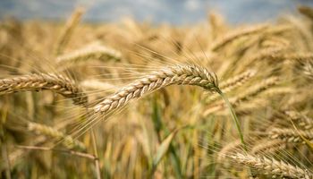 El INTA lanza nuevas variedades de trigo pan: son más productivas, resistentes y adaptadas al campo argentino