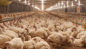 Economías regionales: el sector avícola empeoró su situación con precios bajos y menores exportaciones