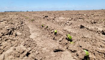 Siguen las lluvias durante La Niña, pero anticipan que podría cambiar el escenario hacia enero