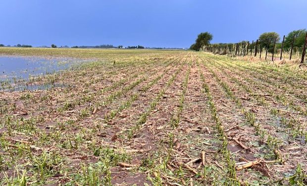 El temporal dejó daños en los cultivos por 4 millones de dólares en el centro noroeste de Buenos Aires 