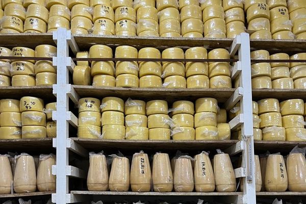 Fabrican queso azul, salieron segundos y se compararon con Francia: la empresa láctea que elabora un queso único