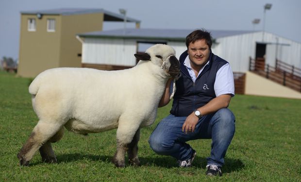 La raza de animales que se expande en el campo argentino: "En el espacio que ocupa una vaca, pueden criarse hasta 12 ovejas, y su producción es tres veces más rápida que la de un ternero"