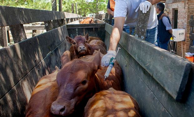 Fiebre aftosa: comienza la primera campaña de vacunación de 2025 y se presentó el cronograma