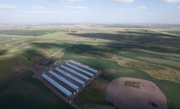 La mega granja de porcinos que levantan en el campo argentino