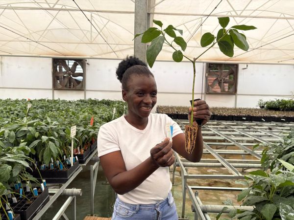 BASUKI ABDULLAH（バスキ　アブドウラ）、収穫 Maluma: super avocado sul-africano ganha mercado do queridinho
